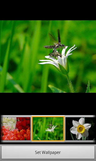 helix-nature-wallpapers-2 for android screenshot