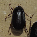 Black June Bug