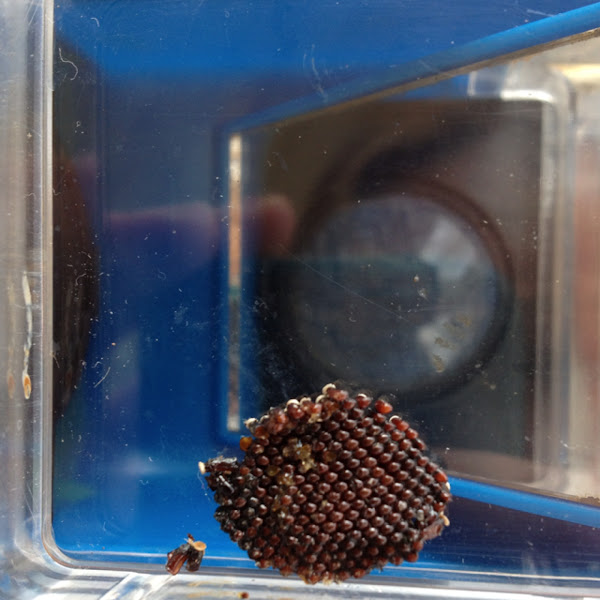 Wheel bug (egg mass) Project Noah