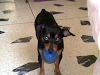 Busco Linda Perrita Pincher Para Mi Pincher Duke