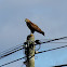Common Buzzard