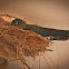 Glossy Swiftlet