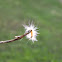 Caterpillar