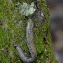 Slug