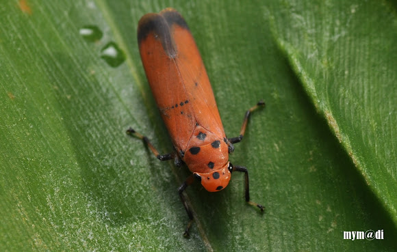 Spotting Image 1