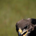 Golden Eagle