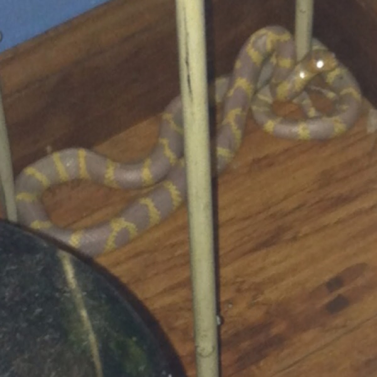 Albino Milk Snake