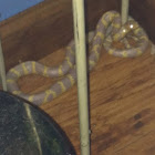 Albino Milk Snake