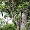 Mealy Amazon Parrot