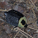 American Carrion Beetle