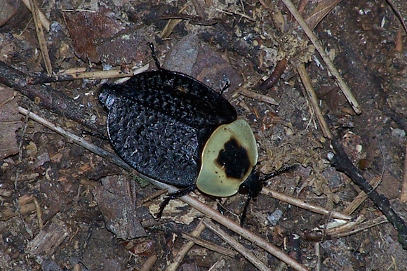 Spotting Image 1