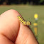 Grapeleaf Skeletonizer Larvae