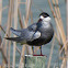 Whiskered tern; Fumarel Cariblanco