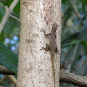 Bark Anole