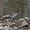 Little Stint; Correlimos Menudo