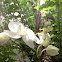 Orchid Mantis