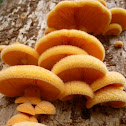 Mock Oyster