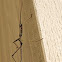 New Zealand Stick Insect