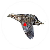 صيد الفري  quail hunt