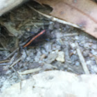Eastern lubber grasshopper (nymph)