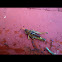 Grasshopper