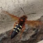 Eastern Cicada Killer Wasp