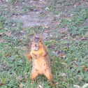 Fox Squirrel