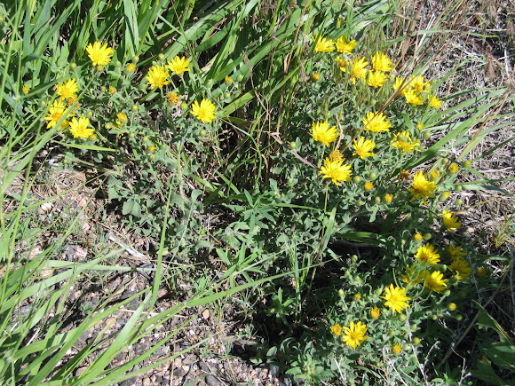 Spotting Image 1