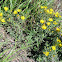 Curlycup gumweed