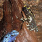 Poison Dart Frog