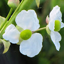 Duck potato flowers