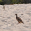 Gray Francolin