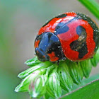Ladybug