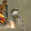 Yellow-rumped warbler