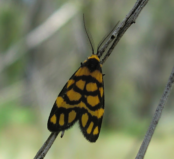 Spotting Image 1