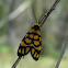 Tiger Moth (male)