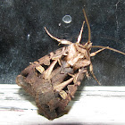 Master's Dart Moth