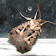 Master's Dart Moth