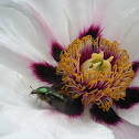 Rose chafer