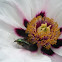 Rose chafer