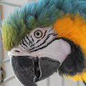 Macaw