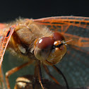 Cardinal Meadowhawk