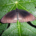 Common Crow