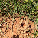 Mason bee home