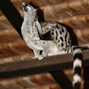 genet