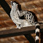 genet