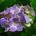 Hydrangea