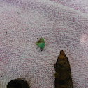 Grasshopper Shell