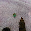 Grasshopper Shell