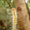 Tussock moth caterpillar